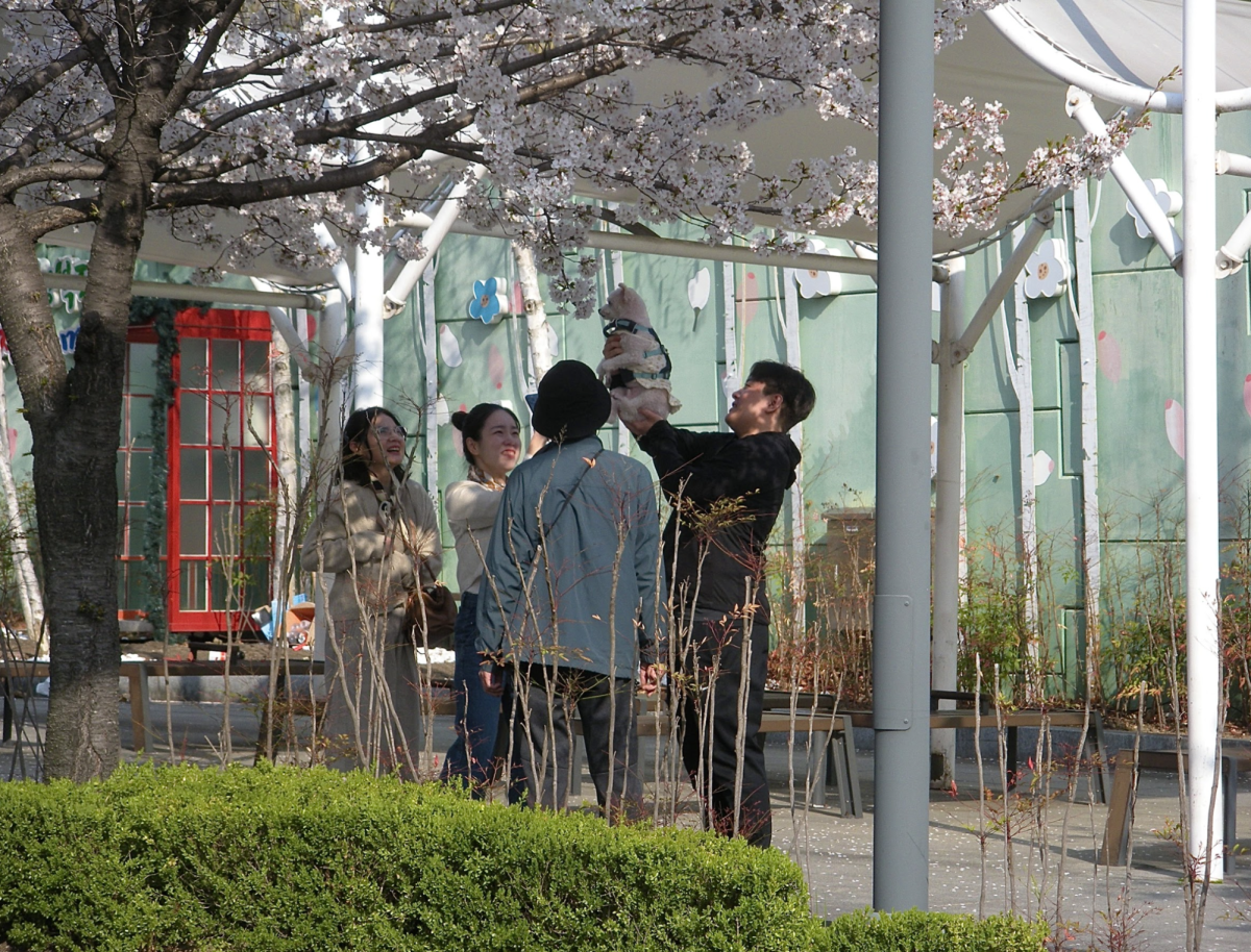 Families often frolick under the cherry blossoms, many bringing their dogs along for the outing. A man lifts his dog toward the flowers as others look on and smile.  